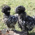 Belgium Bantam / Frizlle Mix