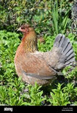 Belgium Bantam / Frizlle Mix