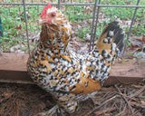 Belgium Bantam / Frizlle Mix