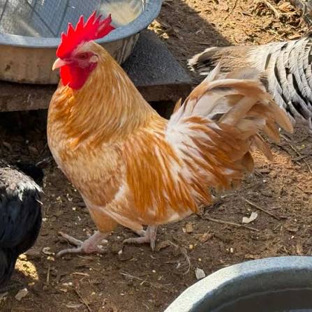Bantam Rooster
