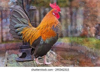Bantam Rooster