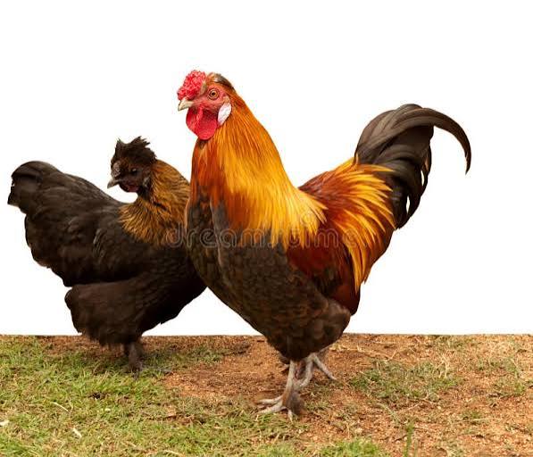 Bantam Rooster