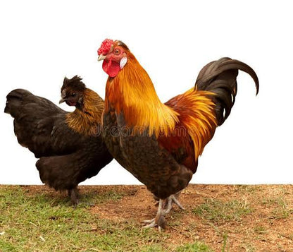 Bantam Rooster