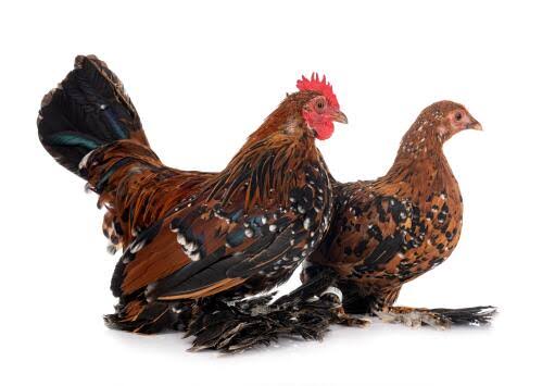 Bantam Rooster