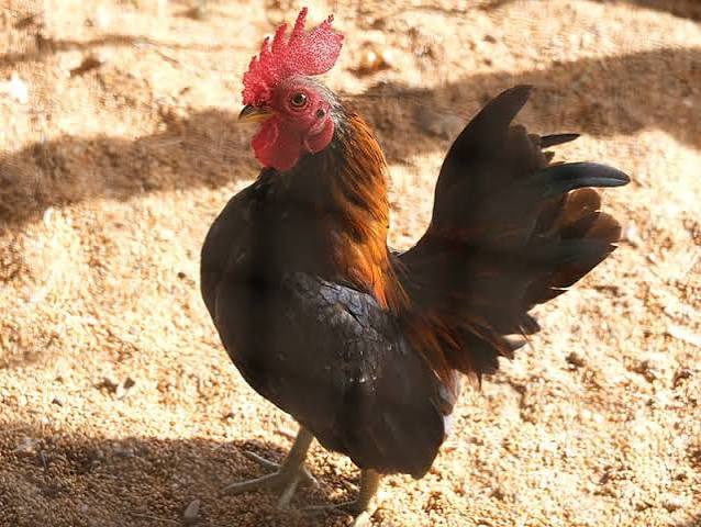 Bantam Rooster