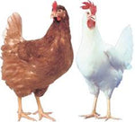 Hyline Hen Chicken