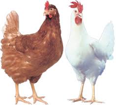 Hyline Hen Chicken