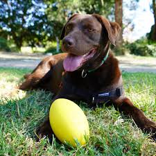 Aussie Dog Durapro Football 16.5x9.5cm Yellow