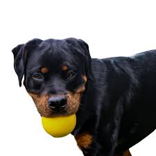 Aussie Dog Footy Feeder Large