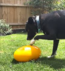 Aussie Dog Footy Feeder Large