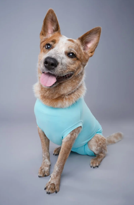 Dog Recovery Suit Light Blue Xs