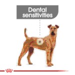 Royal Canin Medium Dental Care 3kg