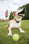 Petsafe Inground Fencing System Basic