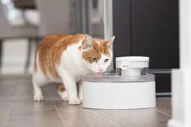 Petsafe Outlast 1.7l Pumpless Fountain