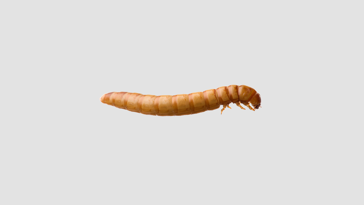Minibeasts Mealworms 10g
