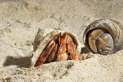 Hermit Crab Sand 1kg