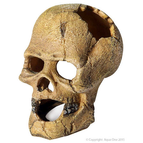 Ornament Human Skull W Hole 13.5x9.5x13cm