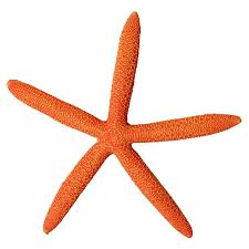 Aqua One Hermit Crab Starfish Orange 15x13.8x1.7cm 