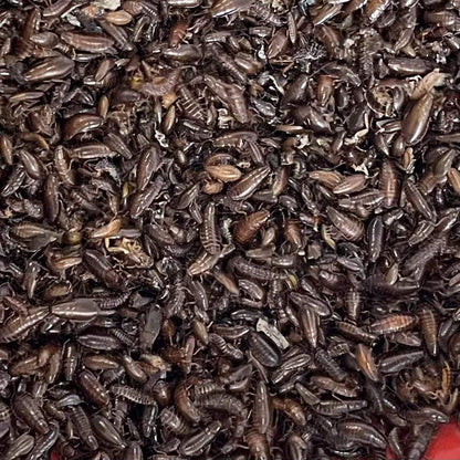 Pisces Freeze Dried Woodies 280g
