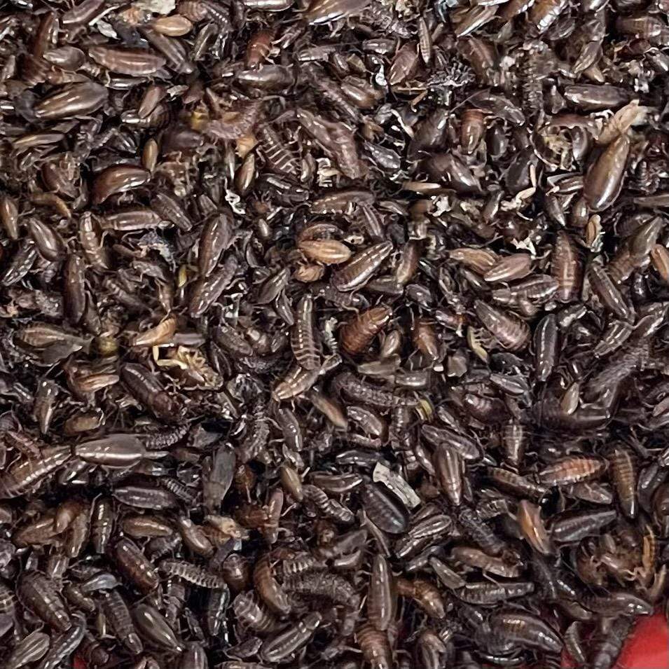 Pisces Freeze Dried Woodies 280g
