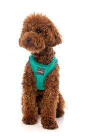 Fuzzyard Harness Large Lagoon