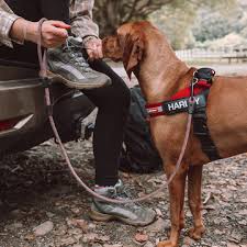 Leash Ezydog Summit 9mm 48" Red [sz:9mm Cl:red]