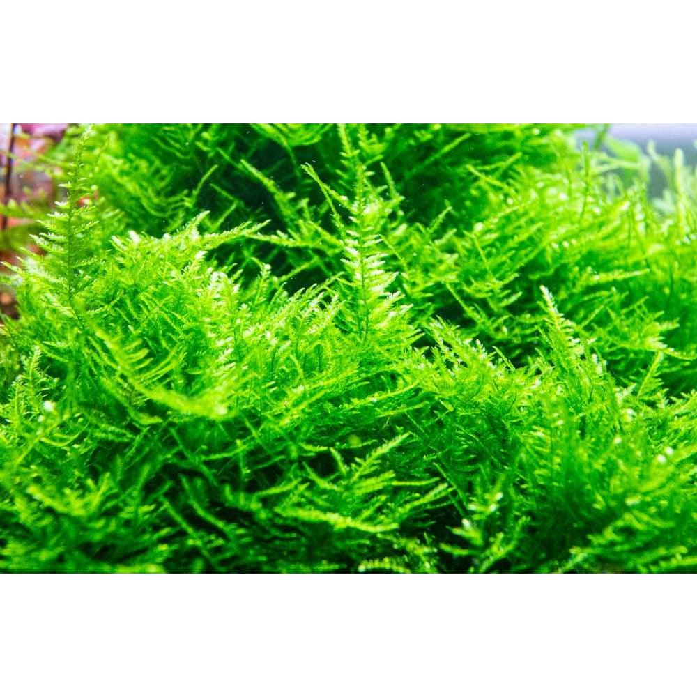 Plant Pod Xmas Moss Large