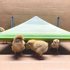 Cover For Chick Heating Plate 30.5x43cm