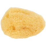 Sea Sponge Single