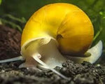 Snail - Gold Mystery