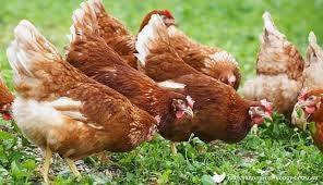Livestock