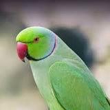 Indian Ring Neck Green