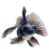 Black Moor Goldfish Medium