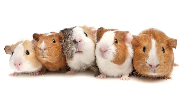Rabbits & Guinea Pigs