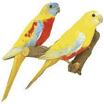 Parrot - Turquosine
