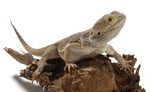 Lizard - Central Bearded Dragon Complete Wildlife Register