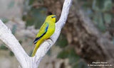 Parrot - Elegant