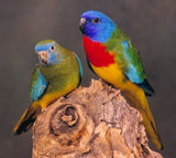 Parrot - Scarlet Complete Wildlife Register