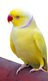 Indian Ring Neck Grey Or White Or Yellow