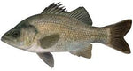 Perch - Silver