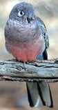 Parrot - Bourke (complete Wildlife Register)