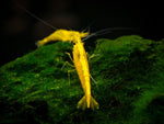 Shrimp Assorted
