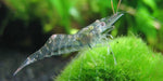 Shrimp Assorted