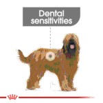 Royal Canin Maxi Joint Care 10kg