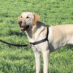 GENTLE LEADER - EASY WALK HARNESS BLACK MEDIUM/LARGE