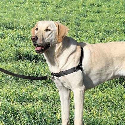 GENTLE LEADER - EASY WALK HARNESS BLACK LARGE