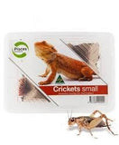 Crickets Small Pisces